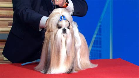 American Kennel Club's newest 'Best in Show' - Good Morning America