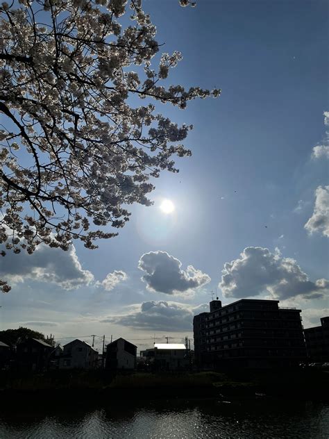 桜咲くかすかべ On Twitter ゆるっとフォトコンの受賞作品を Snsでもご紹介。 「桜といきもの賞」 🌸雲の形が。。。 🌸ヒヨドリ