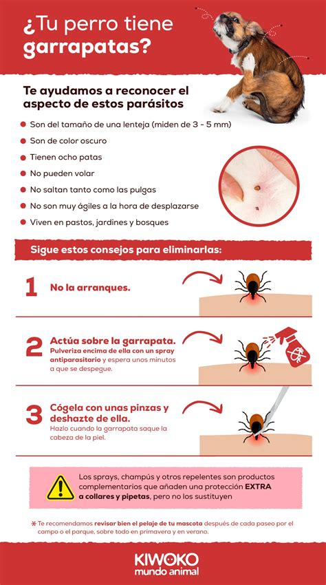 Pulgas Vs Garrapatas C Mo Identificarlas Y Prevenirlas En Tus