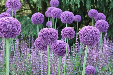 How to plant allium bulbs: expert tips for successful blooms | Gardeningetc