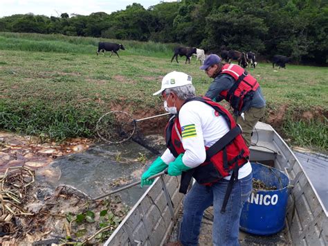 Operação retira mais de 5 toneladas de peixes mortos do Rio Meia Ponte