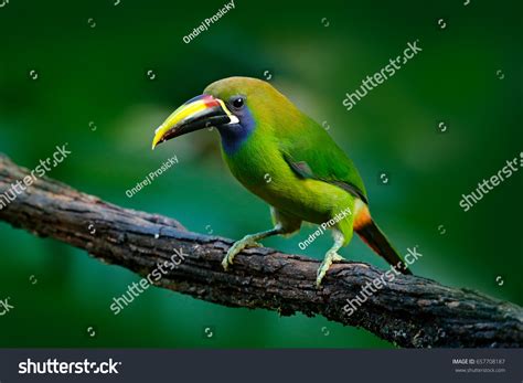 Bluethroated Toucanet Aulacorhynchus Prasinus Green Toucan Stock Photo