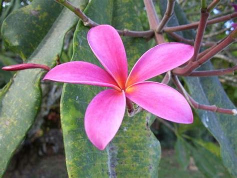 Amazon Rainforest Flowers Tamil Eelam National Flower Wedding