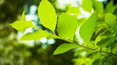 Fondo Hojas Verdes Flores Y Árboles Hojas Vegetación Cerrar Para Power Point Y Diapositivas