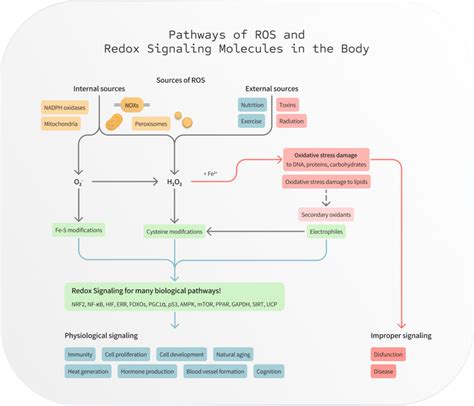 Science Of Redox Signaling Molecules