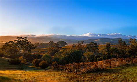 10 Vineyards in Australia Every Wine Lover Must Visit in 2025