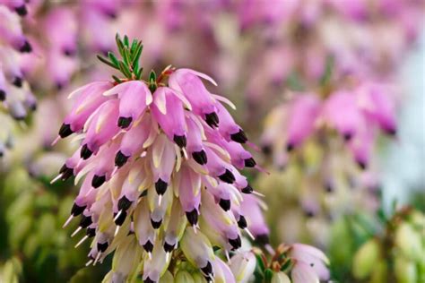 Geranio Il Fiore Della Versatilità Scopri Tutto Su Coltivazione