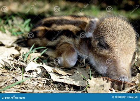 Striped Baby Boar is Sleeping in the Grass. Stock Image - Image of ...