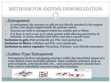 Immobilized Enzymes Immobilization Techniques Examples Biochemical