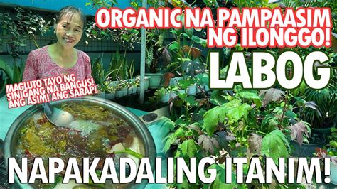 Sinigang Mix No More Dahon Ng Labog Pampaasim Ng Ilonggo Paano