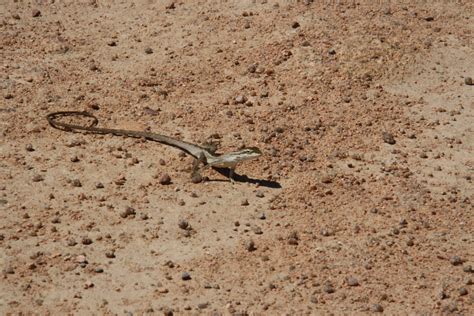 Wiegmann S Tree Lizard In October By Sebasti N Horta Registrada