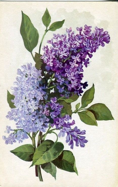 Pin By Irem Ertit On Dekupaj Lilac Painting Watercolor Flowers