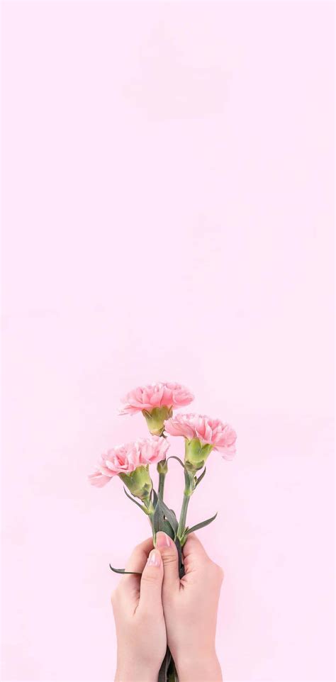 500 Aesthetic Light Pink Backgrounds Trang Nhã Và Lãng Mạn Cho Nhiều Thiết Kế