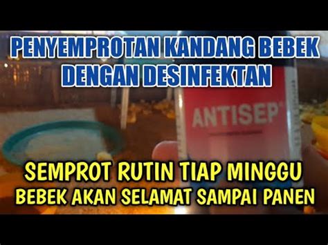 Lakukan Desinfektan Penyemprotan Kandang Cara Sederhana Nan Manjur