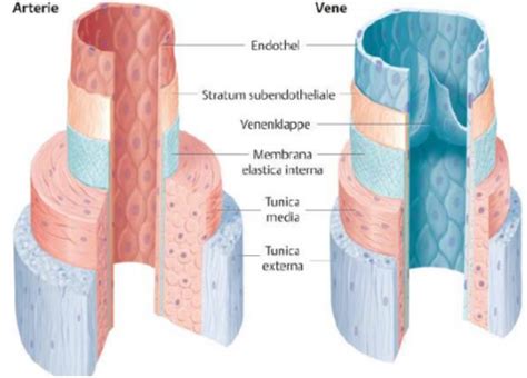 Frage 12 Einteilung Typen und Innervation der großen und