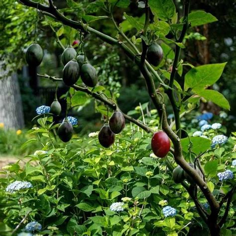 Fakta Unik Terong Belanda Buah Mungil Segar Banyak Manfaat