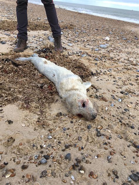 Dead Seal Pup On Beach Rnatureismetal