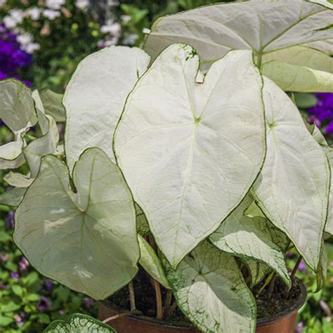 Caladium Florida Moonlight Shade Perennial K Van Bourgondien