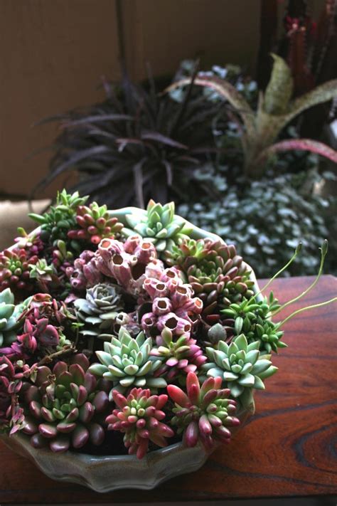 The Rainforest Garden: DIY Coral Reef Succulent Container Garden