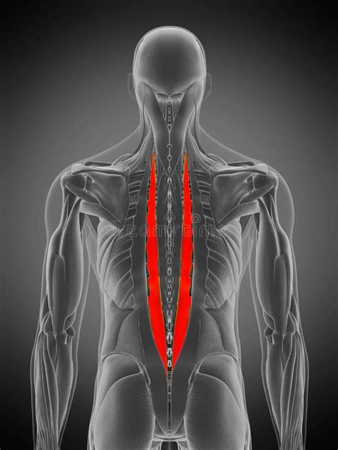 The longissimus thoracis stock illustration. Illustration of science ...