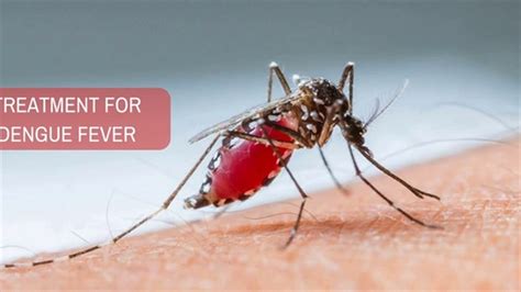 Is Dengue Fever Contagious How Is Dengue Contracted Incubation Period Youtube