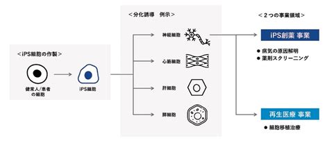 ケイファーマipoのbbスタンスとipo評価！バイオipo Ipo初値予想 Ipo株ビギナーの投資日誌