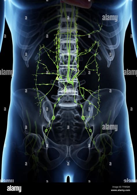 Drenaje Linf Tico Abdomen Fotograf As E Im Genes De Alta Resoluci N Alamy