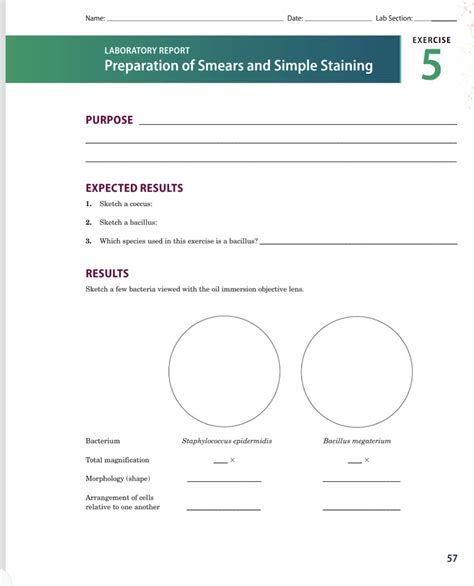 Solved EXERCISE Preparation Of Smears And Simple Staining 5 Chegg