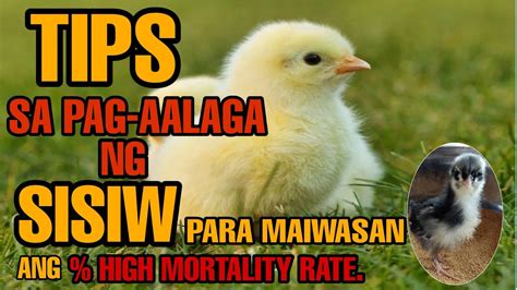 Secreto Sa Pag Aalaga Ng Sisiw Practical Tips Youtube