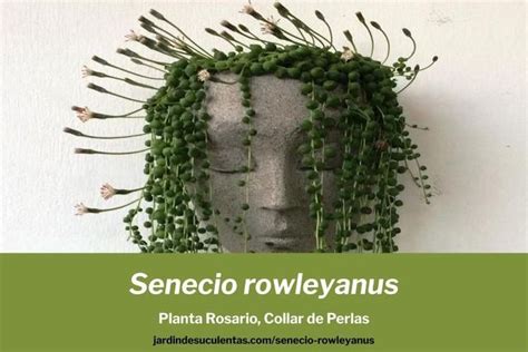 Planta Rosario O Senecio Rowleyanus Guía De Cultivo Y Cuidados