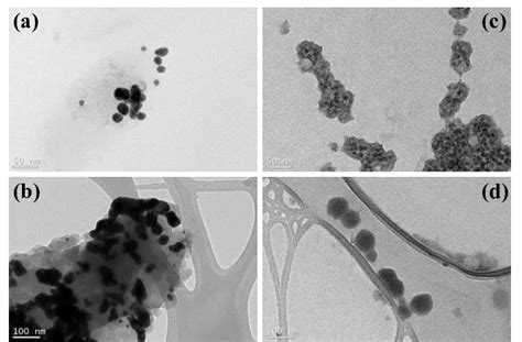 A Transmission Electron Microscopy TEM Images Of A DAu NPs B