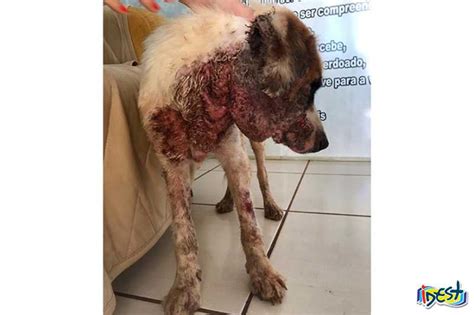 Cachorro Adotado Encontrado Na Rua Em P Ssimas Condi Es Em S O