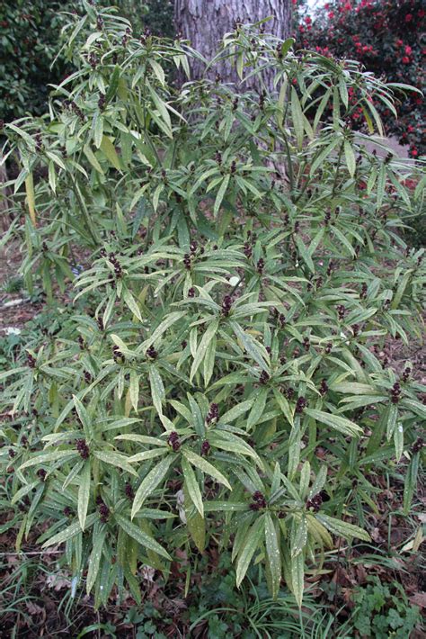 Aucuba Himalaica Var Dolichophylla Pan Global Plants