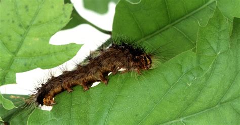 Eradication Proposed For Invasive Spongy Moth