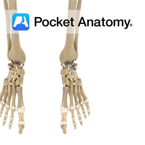 Intertarsal Joint