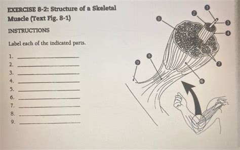 Solved EXERCISE 8-2: Structure of a Skeletal Muscle (Text | Chegg.com 