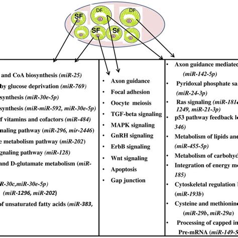 Significant Molecular Pathways P005 Enriched By Genes Targeted By