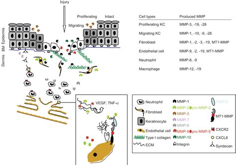 Biological Role Of Matrix Metalloproteinases A Critical Balance