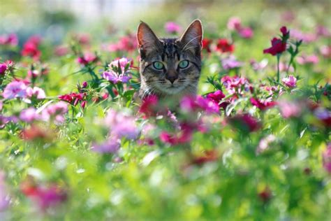 Colorful Cat Animals Plants Flowers Wallpapers Hd Desktop And