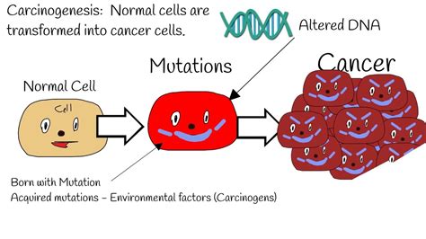 Carcinogenesis Mechanism Of Action Proto Oncogenes Vs Oncogenes