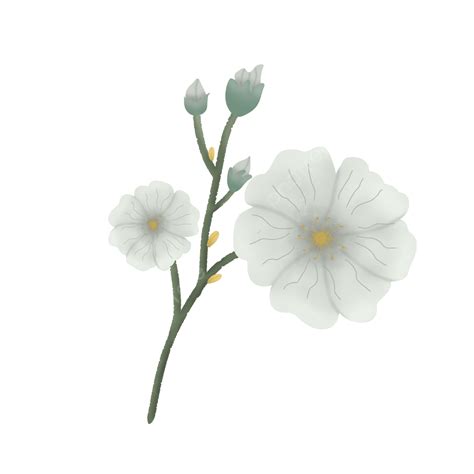 Baby Breath Flower Hd Transparent Flower Baby Breath Botanical