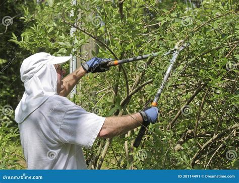 Homem Que Usa Tesouras Longas Para Podar Bush Imagem De Stock Imagem