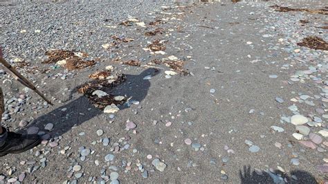 Mysterious Blobs Are Washing Up On Newfoundland Shore Bbc News