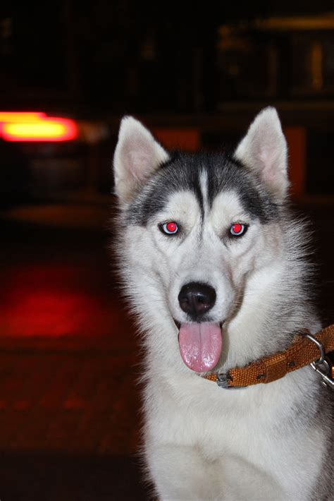 Red Eyed Husky by Varun Papneja / 500px