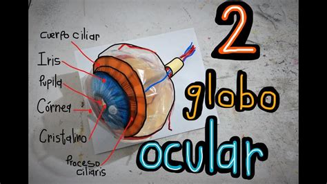 Globo Ocular Estructura Maqueta De Papel Youtube