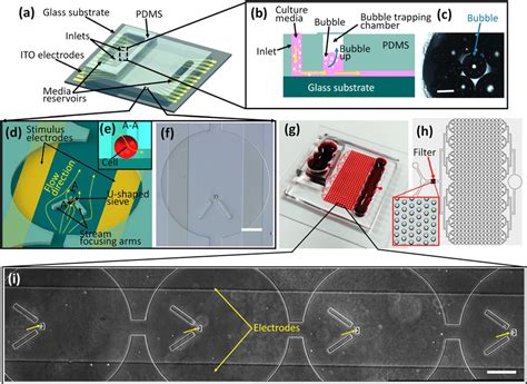 The Designed Chip Employs A Microfluidic Structure For Single Cell