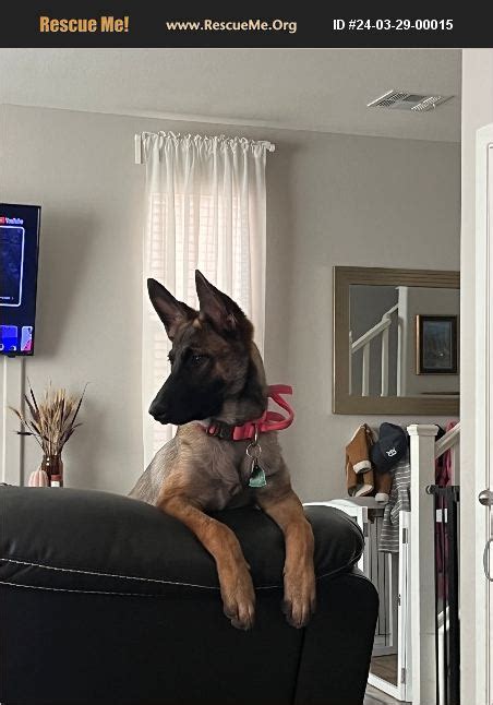 Adopt Belgian Malinois Rescue Las Vegas Nv