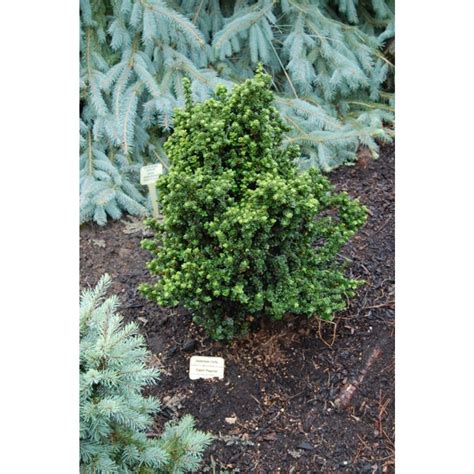 Ilex Crenata Dwarf Pagoda Is An Incredibly Slow Growing Holly With