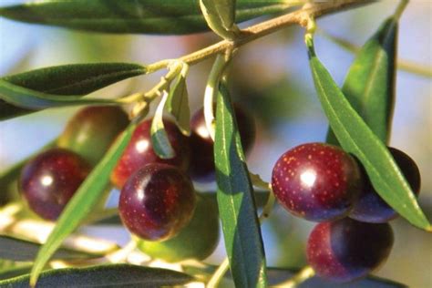 Koroneiki (Olive Tree Variety) - Tsesmelis Fruit & Nut Nursery - Greece