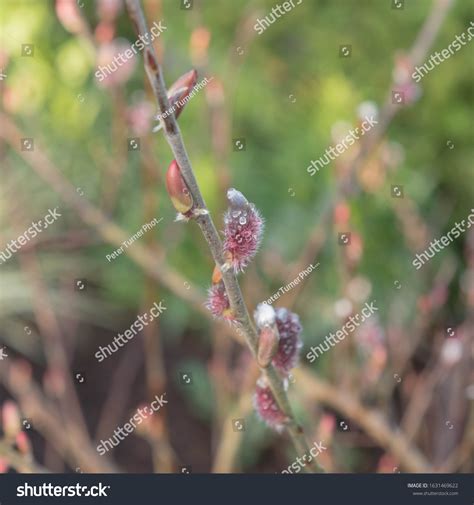 Winter Catkins Japanese Pink Pussy Willow Stock Photo